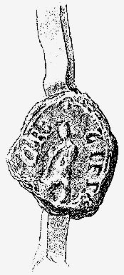 images/1893-94xw86.jpg